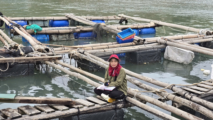 In storm No. 3, Ms. Vinh on Thang Loi Island (Van Don District) suffered nearly 5 billion VND in damage but remained optimistic, 'where there's hustle, there's muscle'. Photo: Vu Cuong.