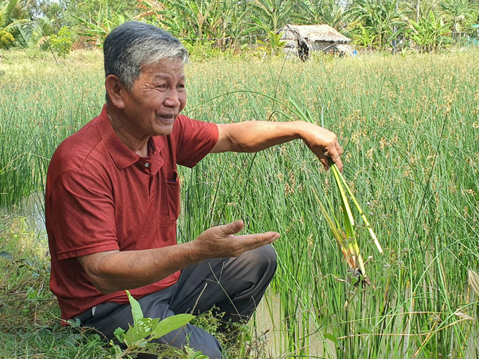 Nan Tuong grass (scientific name Scirpus littoralis Schrad) is one of the crops assessed as suitable for use as a raw material for industry, serving daily life and reducing environmental pollution. Photo: Kim Anh.