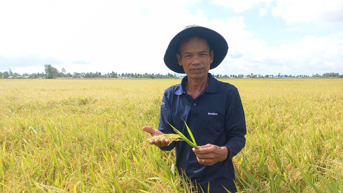 Nông dân tham gia mô hình canh tác lúa giảm phát thải theo quy trình Ecocycle phấn khởi khi vụ thu đông đạt năng suất, lợi nhuận cao hơn so với ruộng đối chứng. Ảnh: Kim Anh.