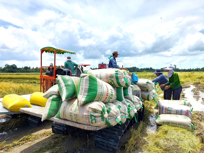 Ngành nông nghiệp tỉnh Hậu Giang đánh giá, mô hình canh tác lúa giảm phát thải theo quy trình Ecocycle tạo được sự khác biệt. Ảnh: Kim Anh.