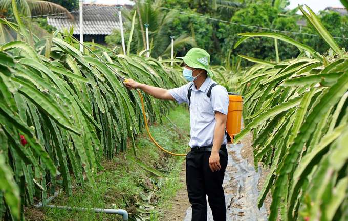 Phun thuốc trừ bệnh trên cây thanh long ở Châu Thành, Long An. Ảnh: Thanh Sơn.