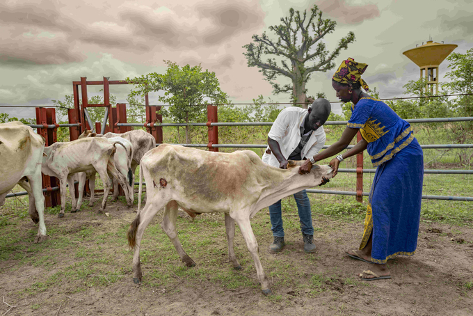 Animal diseases directly affect the livelihoods of farmers through increased mortality and reduced livestock productivity.