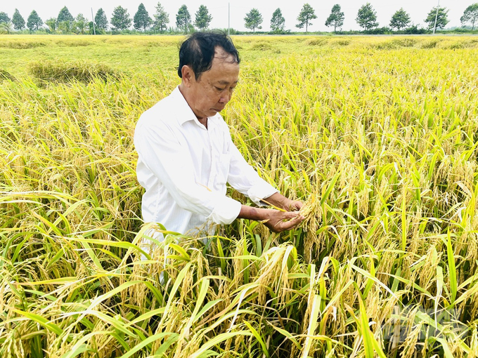 Nông dân ĐBSCL chọn giống lúa chất lượng cao của Viện Lúa ĐBSCL sản xuất trong mô hình. Ảnh: Lê Hoàng Vũ.