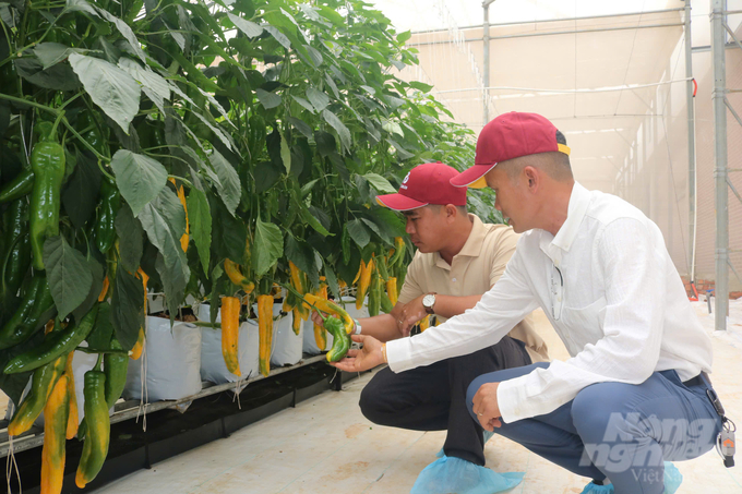 Rijk Zwaan\'s high-quality pepper varieties have been put into production, yielding high economic returns in Lam Dong. Photo: PC.