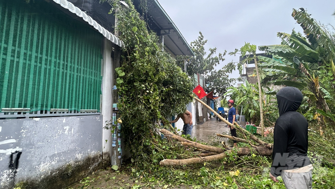 Cây ngã đổ do giông lốc tại TP. Thủ Đức vào ngày 20/9. Ảnh: Trần Phi.