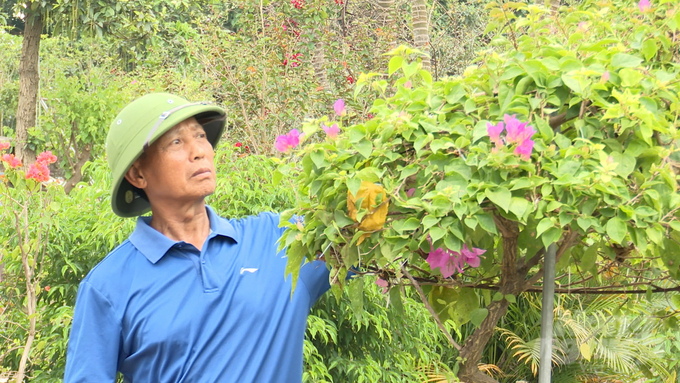 Flower farmers in Van Giang District, Hung Yen Province, are currently enjoying an income of 1 to 1.5 billion VND per hectare. Photo: Duy Hoc.