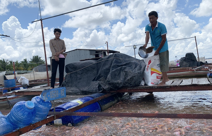 Người nuôi cá lồng bè đang gặp khó khi giá thức ăn và con giống liên tục tăng. Ảnh: Hồ Thảo.