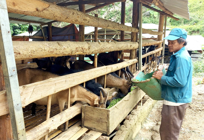 People in the borderland of Phong Tho (Lai Chau) are practicing concentrated livestock farming to improve income. Photo: H.D.