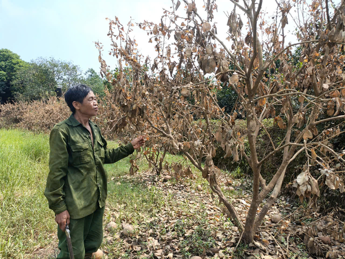 Ông Tá đau khổ nhìn vườn bưởi chết khô. Ảnh: Thanh Tiến.