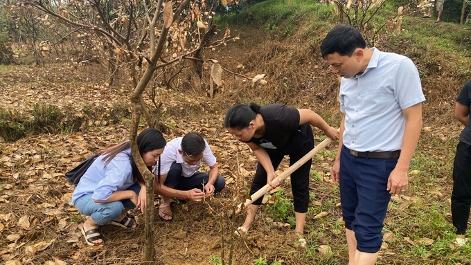 Các chuyên gia của Học viện Nông nghiệp Việt Nam kiểm tra tình hình thiệt hại trong vườn bưởi để có giải pháp khắc phục. Ảnh: Thanh Tiến.