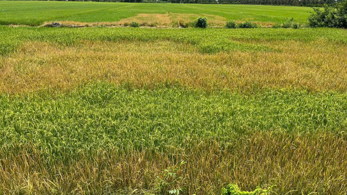 Farmers using land-clearing herbicides in response to severe weedy rice infestations. Photo: Kieu Cong Vinh.