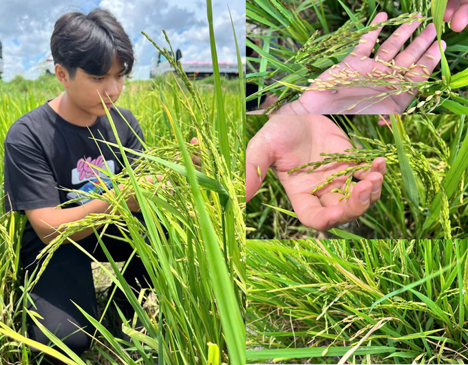 Weedy rice has an early flowering and seed shedding stage, with seed shedding possible even during the milk stage. Photo: Nguyen The Cuong.