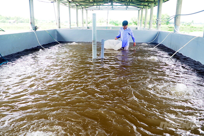 Nuôi tôm 2 giai đoạn giúp người nuôi chủ động trong quản lý dịch bệnh, thích ứng biến đổi khí hậu. Ảnh: Võ Dũng.