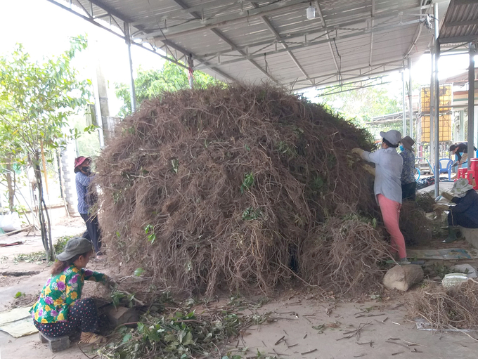 Nông dân thu hoạch dây thuốc cá (cây ruốc cá) để làm thuốc sinh học trừ sâu bệnh cho cây trồng. Ảnh: Thanh Sơn.