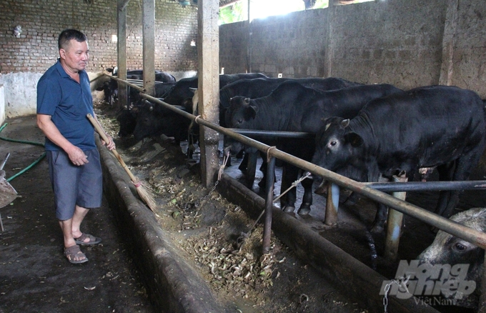 Theo ông Đào Văn Nhành, các hộ chăn nuôi gia súc đang khá lo lắng vì nguy cơ thiếu thức ăn xanh do nhiều diện tích cỏ bị ngập, chết. Ảnh: Trung Quân.