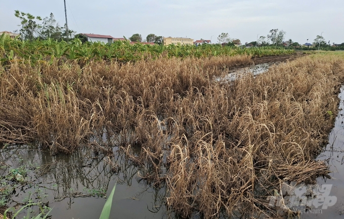 Nhiều diện tích trồng cỏ phục vụ chăn nuôi của người dân Hưng Yên bị chết trắng. Ảnh: Trung Quân.