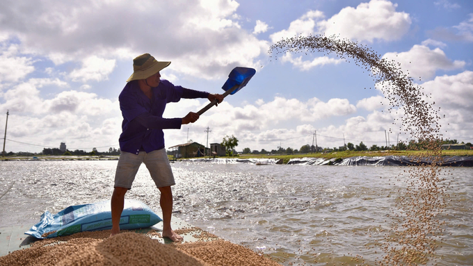 Reducing food loss and waste along the catfish value chain is critical to farmers and the private sector. Photo: Quynh Chi.