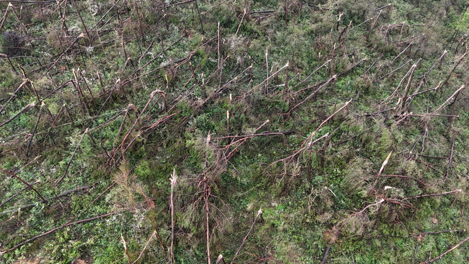 About 110,000 hectares of forest in Quang Ninh were damaged after Typhoon Yagi. Photo: Tien Thanh.