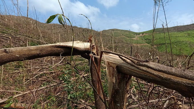 Planted forests in Hoanh Bo district, Quang Ninh province damaged by Typhoon Yagi. Photo: Quynh Huong.