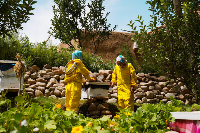 Women beekeepers in Afghanistan.