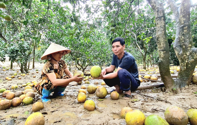 Bưởi rụng đầy gốc cây, nhiều hộ gia đình thất thu cả trăm triệu đồng. Ảnh: Đào Thanh.