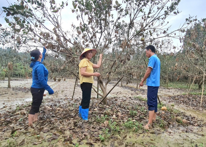 Sau khi lũ rút, nhiều vườn bưởi bị thối rễ, chết héo. Ảnh: Đào Thanh.