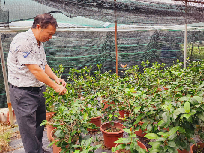 PGS.TS Đặng Văn Đông - Phó Viện trưởng Viện Nghiên cứu Rau quả bên những cây trà được lưu giữ tại Viện. Ảnh: Dương Đình Tường.