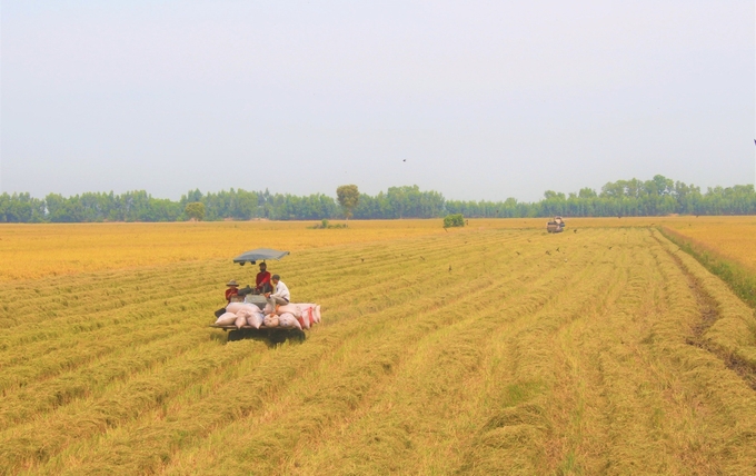 Nhiều chính sách hỗ trợ phát triển sản xuất nông nghiệp hữu cơ Tây Ninh đi vào cuộc sống. Ảnh: Trần Trung.