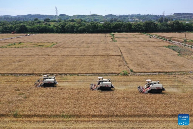 An aerial drone photo shows reapers harvesting wheat in the farmland in Meishan City, southwest China's Sichuan Province, May 13, 2024. Photo: Xinhua.