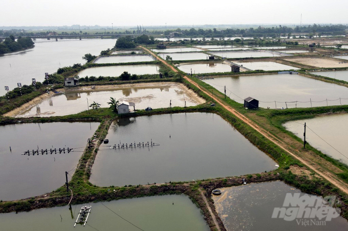 Traditional shrimp farmers along the Sa Lung River have faced significant losses due to environmental ichallenges. Photo: Vo Dung.