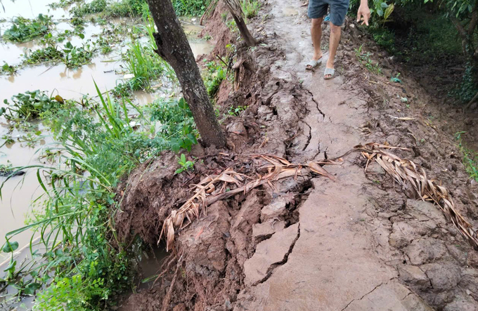 Đê bao cồn Phú Đa dài hơn 10km, hiện nay trong tình trạng rất nguy hiểm. Ảnh: Minh Đảm.