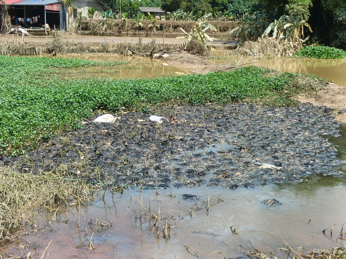 After the flood, many livestock farmers were left empty-handed and in debt. Photo: Thanh Tien.