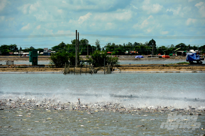 Nam Viet Company currently operates an aquaculture production area that utilizes modern technology and holds comprehensive certifications such as GlobalGAP, ASC, and VietGAP. As a result, the company helps promote environmental safety and produces high-quality, food-safe raw materials. Photo: Le Hoang Vu.