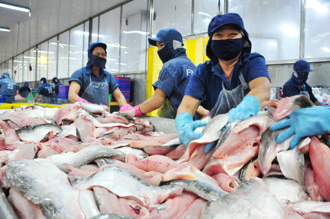 Seafood processing for export at Nam Viet Joint Stock Company. Photo: Le Hoang Vu.