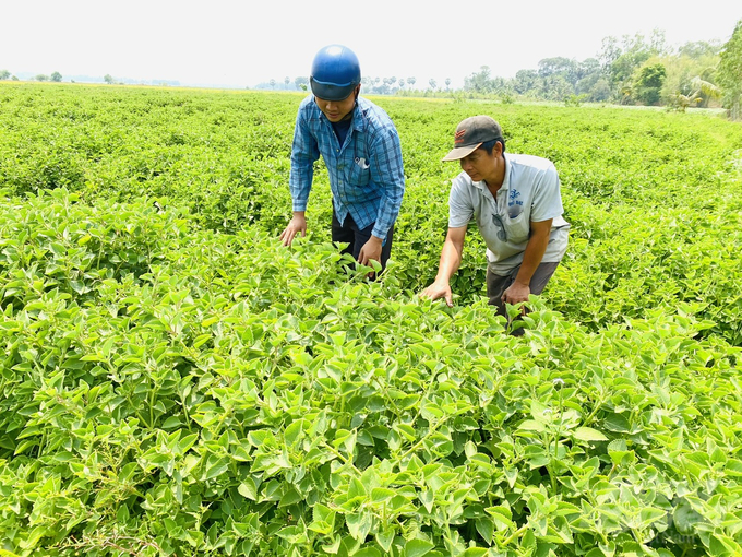 Từ khi các hồ chứa nước đi vào hoạt động, người dân bơm nước trong hồ để phục vụ tưới ruộng lúa, khoai, đậu… vào mùa khô, nên mỗi năm có thể làm 2-3 vụ, từ đó tăng thêm thu nhập. Ảnh: Lê Hoàng Vũ.