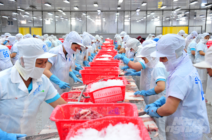 To date, Nam Viet's shark catfish products are present in over 50 countries and territories around the world. Photo: Le Hoang Vu.