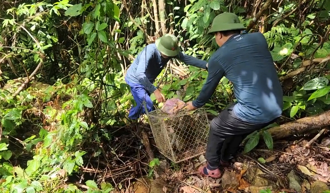 Tiến hành tái thả cá thể khỉ vàng về môi trường tự nhiên. Ảnh: CTV.