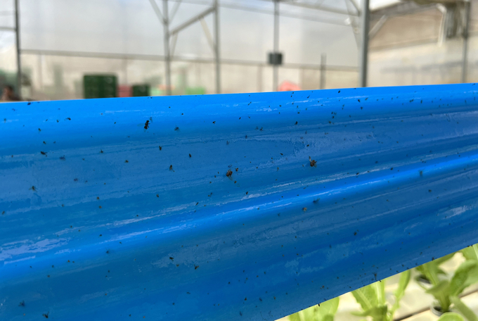 Insect traps in a high-tech vegetable farm in Duc Trong, Lam Dong Province. Photo: Thanh Son.