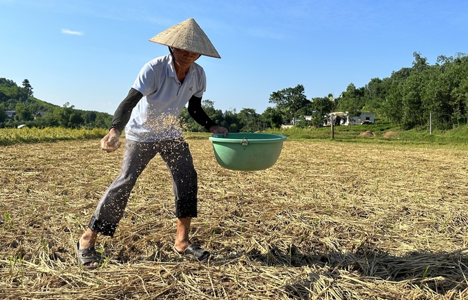 Ông Bùi Quang Hữu thực hiện rắc chế phẩm vi sinh trên đồng ruộng sau khi được chuyên gia hướng dẫn. Ảnh: Quang Linh.