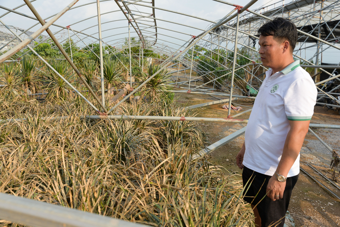 Chủ vườn thất thần bên nhà giàn đổ nát, cây đang chết dần. Ảnh: Dương Đình Tường.