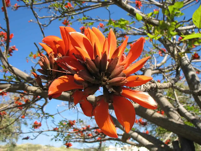 Some researchers believe that the scientific name of the African coral tree is racist in its naming. Photo: Wikimedia Commons.