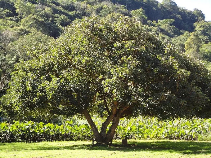 The coral tree, formerly known as Erythrina caffra, has now been changed to Erythrina affra. Photo: Wikimedia Commons.