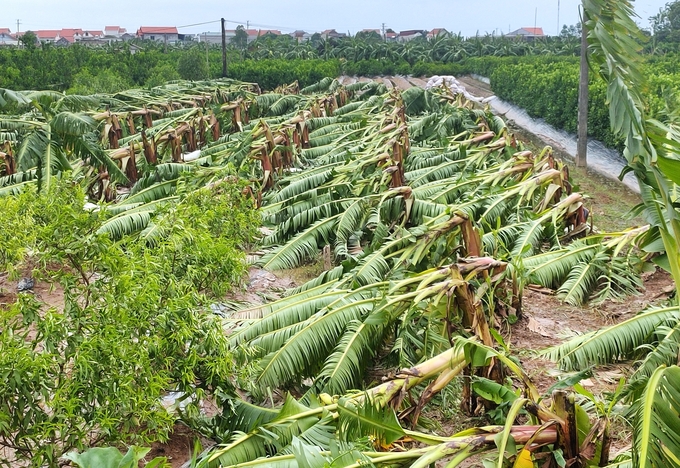 Vườn chuối của người dân huyện Yên Mỹ, tỉnh Hưng Yên đổ rạp sua cơn bão số 3. Ảnh: Phạm Hiếu.