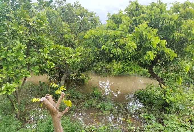 Mưa lớn kéo dài vừa qua đã làm ngập nhiều diện tích cây ăn quả tại các địa phương phía Bắc. Ảnh: Phạm Hiếu.