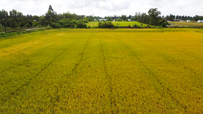 Hau Giang Province seeks continued collaboration from relevant organizations, agencies, and businesses in developing low-emission rice production models. Photo: Kim Anh.