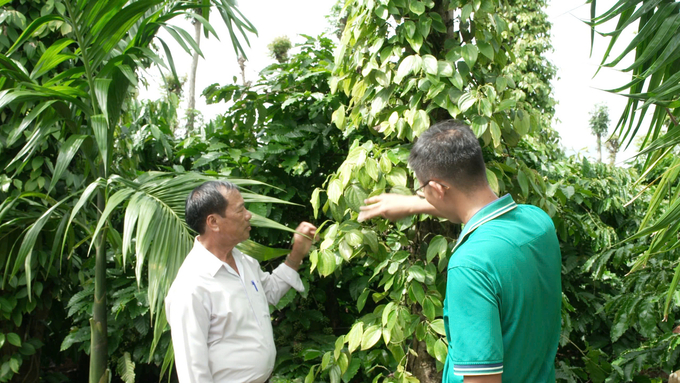 Nhà vườn cần chú ý vun gốc, không để nước đọng trong gốc tiêu dưới các cơn mưa. Ảnh: Hồng Huệ.