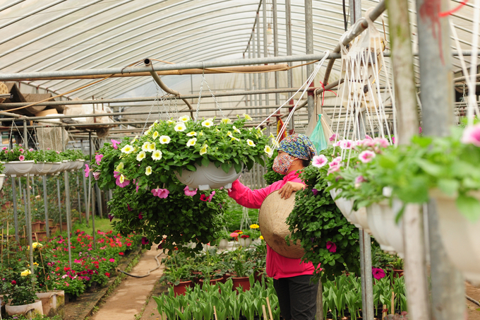 There needs to be policies and programs for urban agriculture development to apply modern technologies and advanced techniques into production. Photo: Duy Hoc.