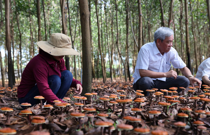 Nấm linh chi đỏ phát triển tốt dưới tán keo, mang lại thu nhập cao cho người dân. Ảnh: Quang Yên.