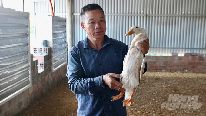 A flock of 7,000 ducks was affected by the storm and slowly died. Photo: Nguyen Thanh.