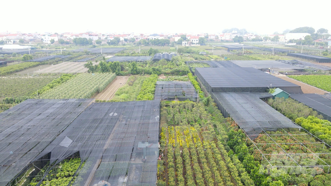 Urban agriculture helps establish green spaces, increase oxygen levels, reduce greenhouse gas emissions, and provide a local source of food and produce for urban residents. Photo: Duy Hoc.